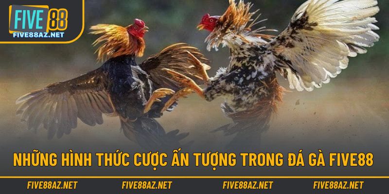 Đa dạng hình thức cược ấn tượng trong đá gà tại FIVE88